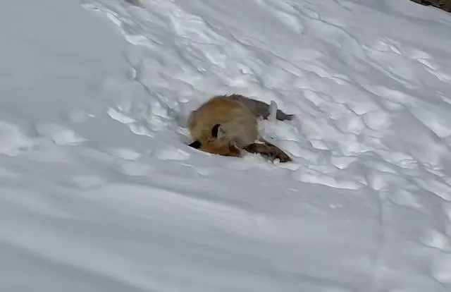 新疆喀纳斯网红狐狸死正在雪地里？景区回应